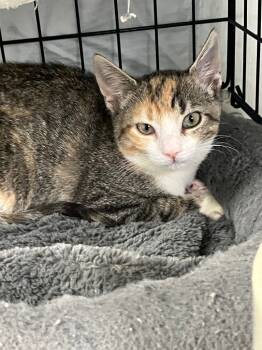 Rescue Domestic Short Hair Cats for Adoption in Lunenburg, Massachusetts - Chewy | PetCurious