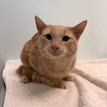 Dijon -  Domestic Short Hair Cat for Adoption in Clavet, Saskatchewan - Dijon | PetCurious