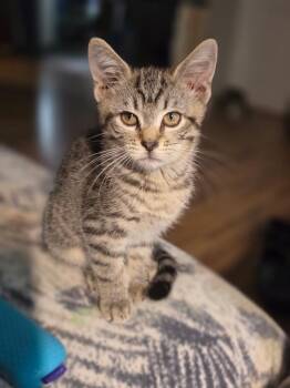 Dorito -  Domestic Short Hair Cat for Adoption in Gorham, Maine - Dorito | PetCurious