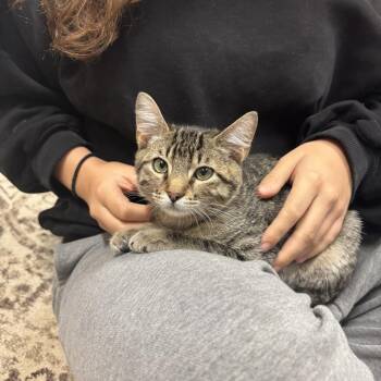 Goose -  Domestic Short Hair Cat for Adoption in Vallejo, California - Goose | PetCurious