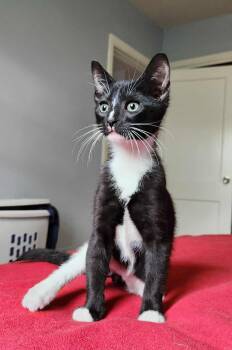 Rescue Domestic Short Hair Cats for Adoption in Baltimore, Maryland - Beignet (Sweet Treats Litter) | PetCurious