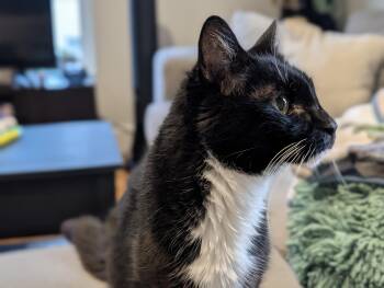 Ember -  Domestic Short Hair Cat for Adoption in Worcester, Massachusetts - Ember | PetCurious