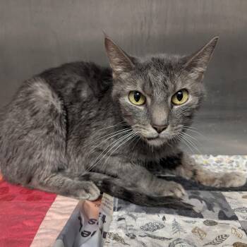 Shadow -  Domestic Short Hair Cat for Adoption in Springfield, Illinois - Shadow | PetCurious