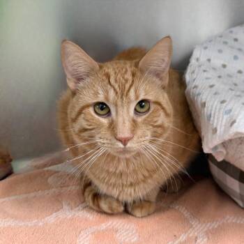 Domestic Short Hair Cats Available for Adoption - Colonel Mustard | PetCurious