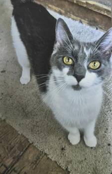 Lucy -  Domestic Short Hair Cat for Adoption in West Chester, Pennsylvania - Lucy | PetCurious