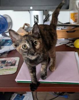 Moons -  Domestic Short Hair Cat for Adoption in San Antonio, Texas - Moons | PetCurious