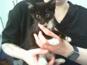 A1267651 -  Domestic Short Hair Cat for Adoption in Charlotte, North Carolina - A1267651 | PetCurious