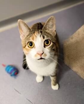 Domestic Short Hair Cats Available for Adoption in Rockford, Illinois - Nikki | PetCurious