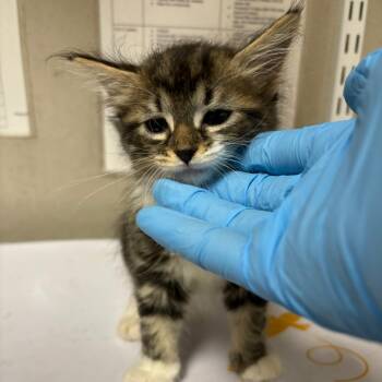 Magic -  Domestic Short Hair Cat for Adoption in Yuma, Arizona - Magic | PetCurious