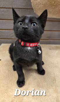 Dorian -  Domestic Short Hair Cat for Adoption in Sidney, Ohio - Dorian | PetCurious