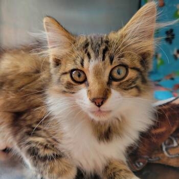 Otto -  Domestic Medium Hair Cat for Adoption in Nashville, Indiana - Otto | PetCurious