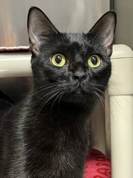 Binx -  Domestic Short Hair Cat for Adoption in Johnston, Rhode Island - Binx | PetCurious