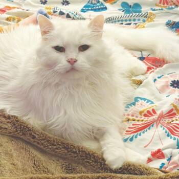 Domestic Long Hair Cats Available for Adoption in Minnetonka, Minnesota - Peanut/Peany C68383 | PetCurious