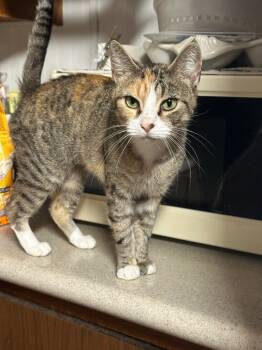 Rescue Domestic Short Hair Cats for Adoption in Plattsburgh, New York - Rachael | PetCurious
