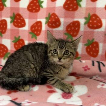 Iron Man -  Domestic Short Hair Cat for Adoption in Riverwoods, Illinois - Iron Man | PetCurious