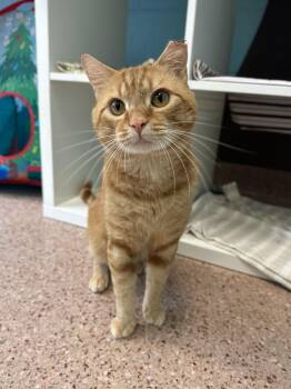 Rescue Domestic Short Hair Cats for Adoption in Philadelphia, Pennsylvania - Kiddo | PetCurious