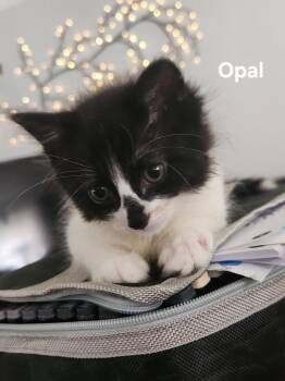 Opal -  Domestic Short Hair Cat for Adoption in Chicopee, Massachusetts - Opal | PetCurious