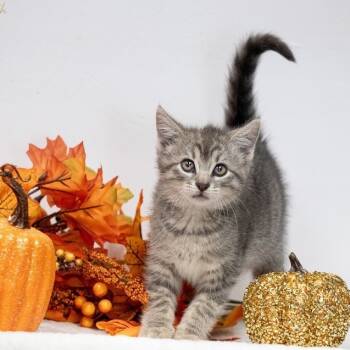 Rescue Domestic Short Hair Cats for Adoption in Henderson, Kentucky - Sequoia | PetCurious