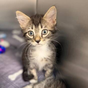 Quill -  Domestic Short Hair Cat for Adoption in Sarasota, Florida - Quill | PetCurious