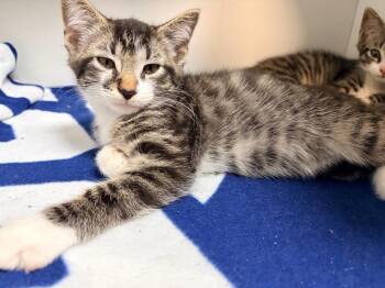 Dex -  Domestic Short Hair Cat for Adoption in Huntington, Indiana - Dex | PetCurious