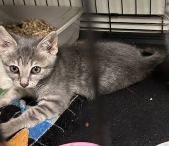 Rescue Domestic Short Hair Cats for Adoption in Anderson, Indiana - Ian | PetCurious