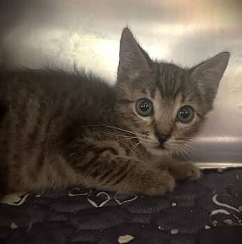 MARSHALL -  Domestic Short Hair Cat for Adoption in Riverside, California - MARSHALL | PetCurious