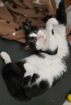 Domestic Short Hair Cats Available for Adoption - Dakota | PetCurious