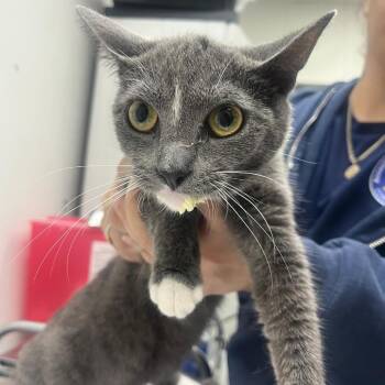Johnny -  Domestic Short Hair Cat for Adoption in Newark, New Jersey - Johnny | PetCurious