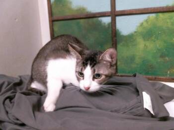 TWO PIECE -  Domestic Short Hair Cat for Adoption in Houston, Texas - TWO PIECE | PetCurious