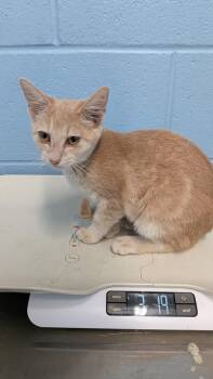 Machu Picchu -  Domestic Short Hair Cat for Adoption in Evansville, Indiana - Machu Picchu | PetCurious