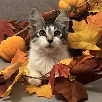 Rescue Domestic Short Hair Cats for Adoption in Jupiter, Florida - Ro | PetCurious