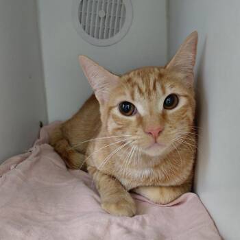 Domestic Short Hair Cats Available for Adoption - Squeak | PetCurious