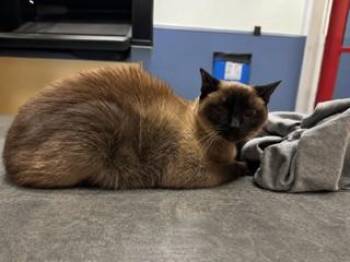 CHLOE -  Tonkinese Cat for Adoption in Doral, Florida - CHLOE | PetCurious