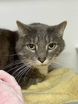 Rescue Domestic Short Hair Cats for Adoption in Hayward, Wisconsin - Thomas | PetCurious