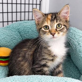 Tiana -  Domestic Long Hair Cat for Adoption in Trenton, New Jersey - Tiana | PetCurious