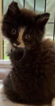 BUTTON -  Domestic Long Hair Cat for Adoption in Elizabethton, Tennessee - BUTTON | PetCurious