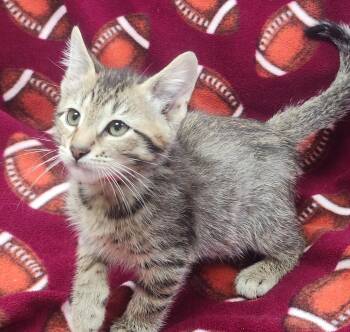 Reagan -  Domestic Short Hair Cat for Adoption in Little Rock, Arkansas - Reagan | PetCurious