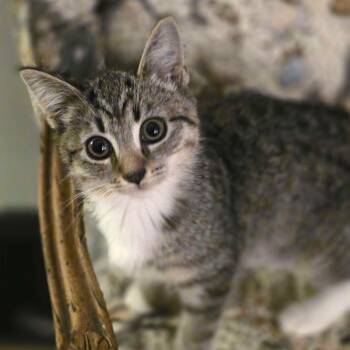Kazoo -  Domestic Short Hair Cat for Adoption in Piscataway, New Jersey - Kazoo | PetCurious