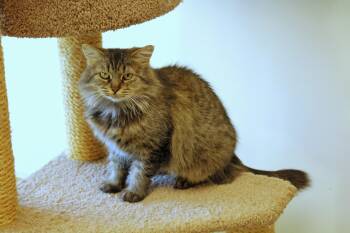 Rescue Domestic Long Hair Cats for Adoption in Urbana, Ohio - Grizabell | PetCurious