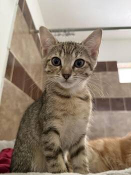 Domestic Short Hair and Tabby Cats Available for Adoption in Dallas, Texas - Dippin Dots | PetCurious