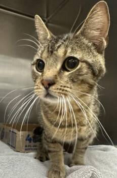 Domestic Short Hair Cats Available for Adoption - Gorgonzola | PetCurious