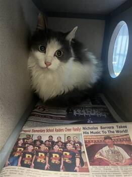 CATRINA -  Domestic Long Hair Cat for Adoption in San Antonio, Texas - CATRINA | PetCurious
