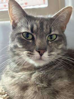 Rescue Dilute Tortoiseshell and Domestic Short Hair Cats for Adoption in Chandler, Arizona - Prada Purrness | PetCurious