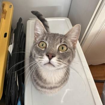 Tabby Cats Available for Adoption - Hammy | PetCurious