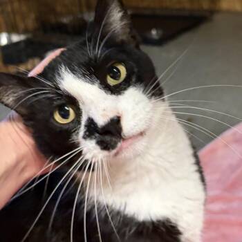 Domestic Short Hair Cats Available for Adoption in Leander, Texas - Renaldo | PetCurious