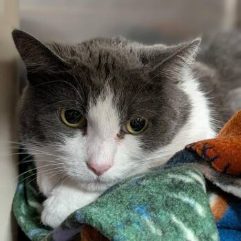 Luna II -  Domestic Short Hair Cat for Adoption in Milan, Illinois - Luna II | PetCurious