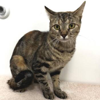 Genie -  Domestic Short Hair Cat for Adoption in Warrensburg, Missouri - Genie | PetCurious
