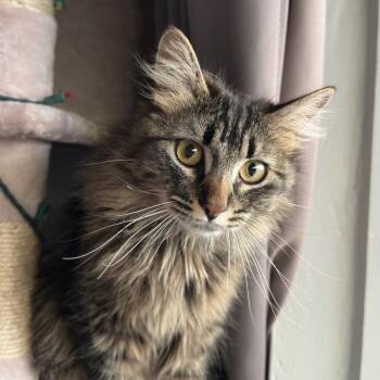 Mrs. Potts -  Domestic Long Hair Cat for Adoption in Durango, Colorado - Mrs. Potts | PetCurious