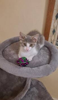 Huey -  Domestic Short Hair Cat for Adoption in Verona, Wisconsin - Huey | PetCurious
