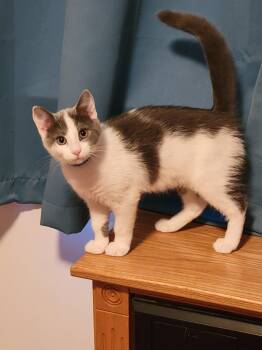 Riley -  Domestic Short Hair Cat for Adoption in Topsham, Maine - Riley | PetCurious